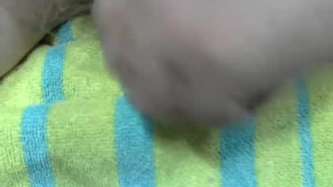 Snapshot of liltonypa chatting on January 2025 06:45:01 PM LilTonyPA online show from January 2025 06:45:01 PM