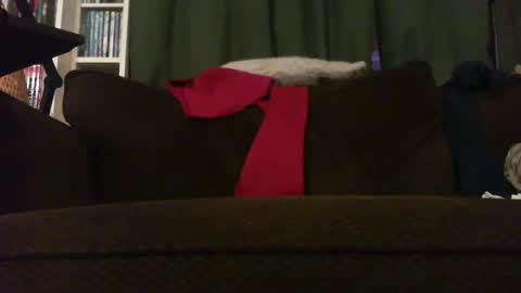 longlorne online show from November 2025 04:28:02 AM