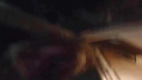 Snapshot of lucyvybes_and_gogert chatting on March 2025 07:08:02 AM Lucy Vybes and Go-Gert online show from March 2025 07:08:02 AM