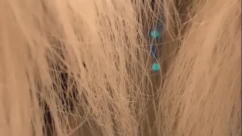 lunaafox online show from January 2025 04:29:01 PM