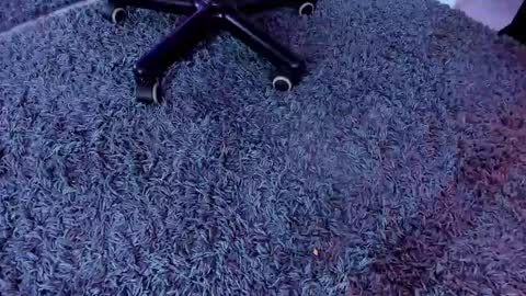 bunny black   online show from March 2025 08:34:01 AM