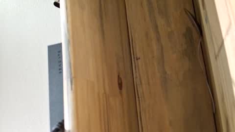 mellomike online show from March 2026 05:30:01 PM