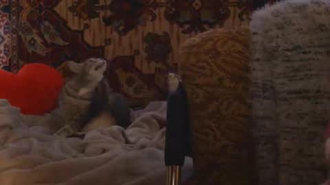 Elis online show from February 2026 02:17:02 PM