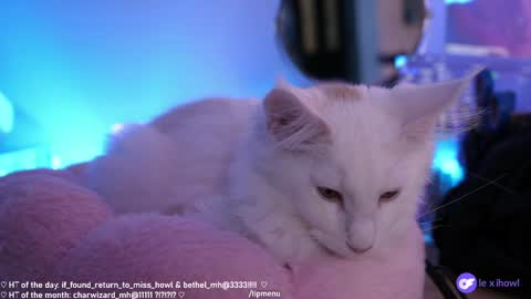 Lexi Bitch Tits Baked Goldfish Howl Miss Zero Remeber The First online show from January 2025 09:15:01 AM