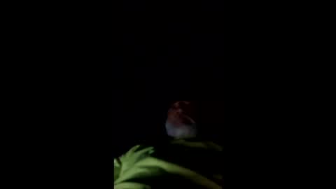 Snapshot of mullinfloggin79 chatting on May 2026 10:01:01 AM mullinfloggin79 online show from May 2026 10:01:01 AM