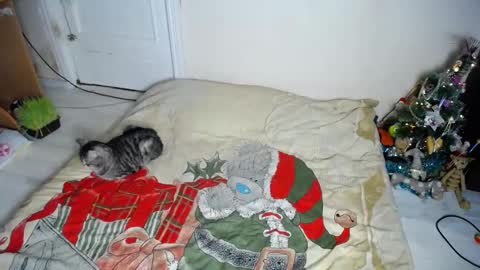 Muse Ali  online show from December 2024 08:15:01 PM