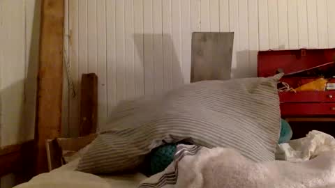 str8 dom alphaAsian Daddy type. sorry not bi or  curious but i dont judgediscrimenate. online show from November 2025 07:00:02 AM