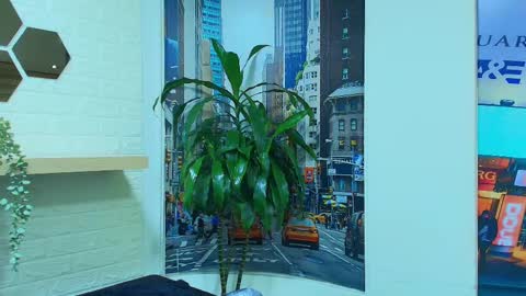 Kitten online show from March 2025 10:24:01 AM