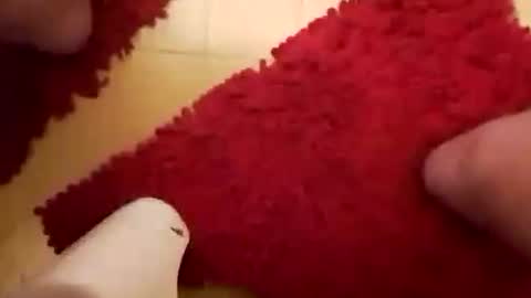 BookWriter online show from January 2025 06:28:01 AM