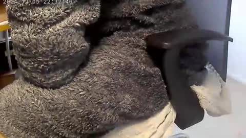 nineinchhard online show from December 2024 09:07:02 AM