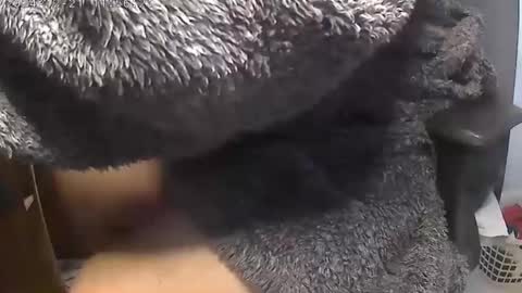 nineinchhard online show from December 2024 11:55:01 AM