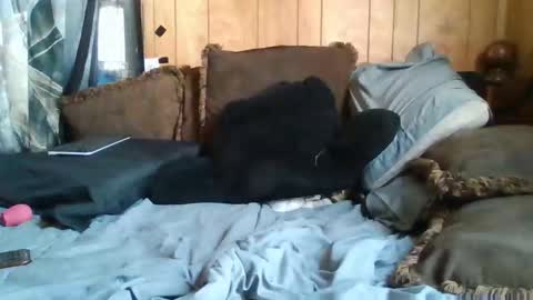 Noliana online show from November 2025 05:12:02 PM