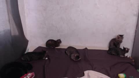 Olivia online show from March 2026 12:54:01 PM