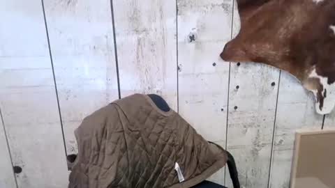 kinkynerd online show from October 2025 07:14:02 PM