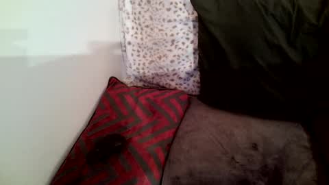 Parlay tellio online show from January 2025 02:30:01 AM