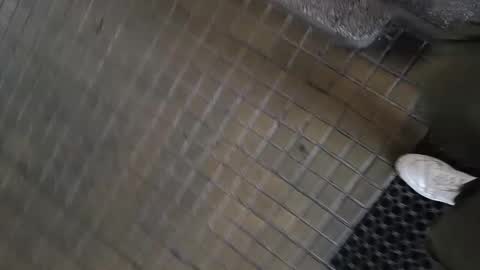 paulobascet online show from January 2025 10:08:01 AM