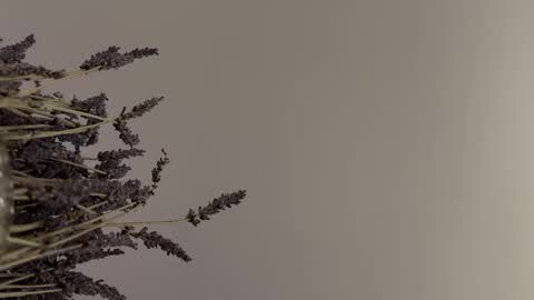 pegasus766152 online show from February 2026 01:48:01 AM