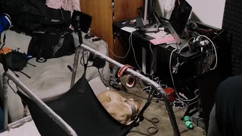 Pup Seth online show from October 2025 01:23:02 PM