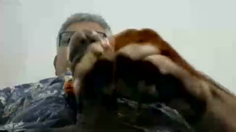 poli online show from November 2025 02:56:01 PM