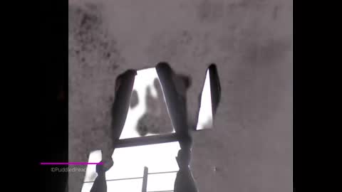 puddled_wonderland online show from January 2025 01:52:02 PM