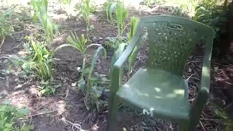 purebae online show from November 2025 08:59:02 AM