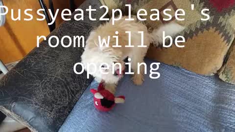 Snapshot of pussyeat2please chatting on March 2025 02:21:02 PM Rick online show from March 2025 02:21:02 PM