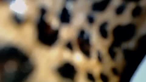 cindy online show from February 2026 10:36:02 PM