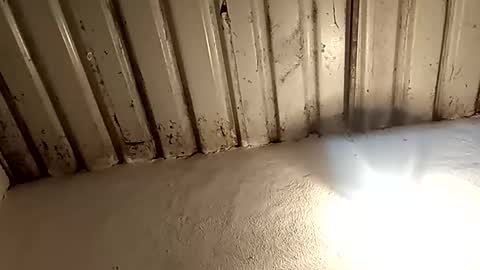 reinft online show from February 2026 02:16:01 AM