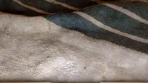 Snapshot of rimachaka chatting on December 2024 08:18:01 PM rimachaka online show from December 2024 08:18:01 PM