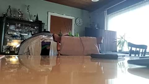 Snapshot of robke1966 chatting on January 2025 11:56:01 AM robke1966 online show from January 2025 11:56:01 AM