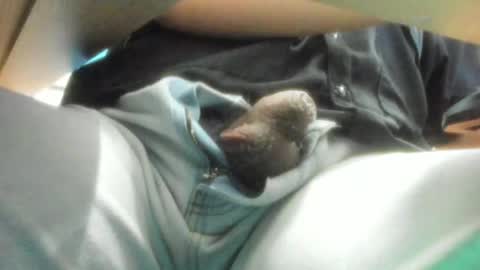 Salvador online show from December 2024 09:13:02 AM