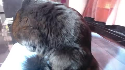 sasha start online show from March 2026 02:52:01 PM