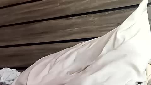 SnowBunny online show from January 2025 06:46:01 PM