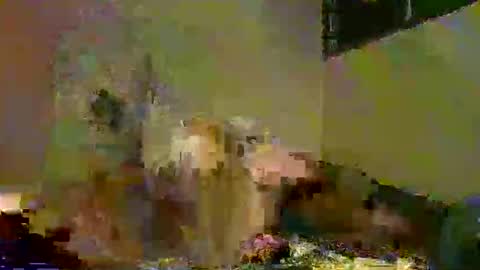 savagetonguee online show from December 2025 08:05:01 PM