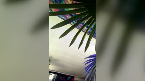 seanplushouse online show from February 2026 07:48:01 PM