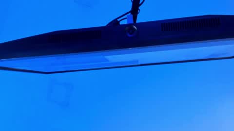 Sebastian online show from April 2026 09:31:01 PM