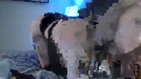 Snapshot of sexxileeah chatting on January 2025 04:23:02 AM sexxileeah online show from January 2025 04:23:02 AM