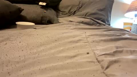 Snapshot of sexylingerie4u2c chatting on March 2025 09:15:02 PM FunCpl4u online show from March 2025 09:15:02 PM