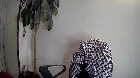 Silvie online show from January 2025 03:46:01 AM