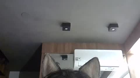 skinnykittencam online show from November 2025 03:17:01 AM