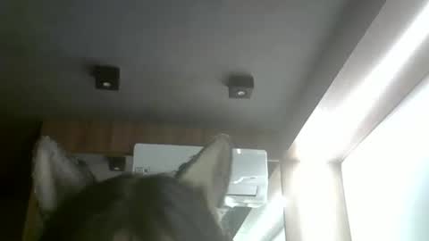 skinnykittencam online show from February 2026 04:00:02 AM