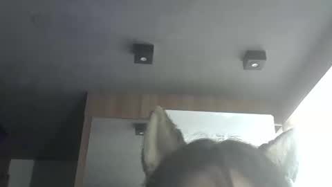 skinnykittencam online show from February 2026 10:41:01 AM