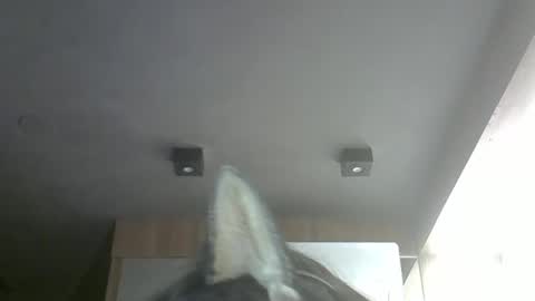 skinnykittencam online show from March 2026 02:42:01 PM