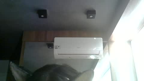Snapshot of skinnykittencam chatting on June 2026 08:33:02 PM skinnykittencam online show from June 2026 08:33:02 PM