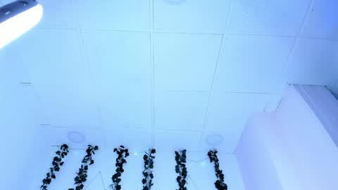 SOPH  online show from January 2025 01:11:02 AM