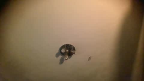 watch me cum online show from January 2025 07:06:01 AM