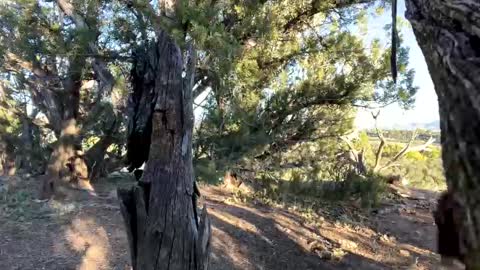 Stag online show from October 2025 11:46:01 PM