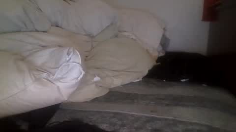 tellias online show from September 2025 10:37:01 AM