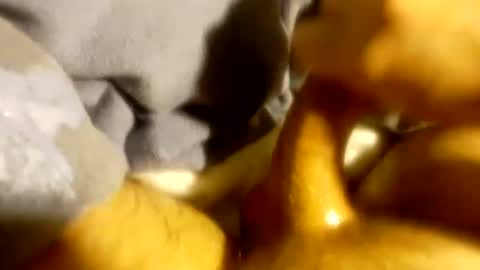 tf0_ online show from March 2025 04:14:01 AM