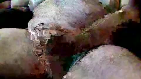 ThiccD online show from July 2026 06:55:01 PM